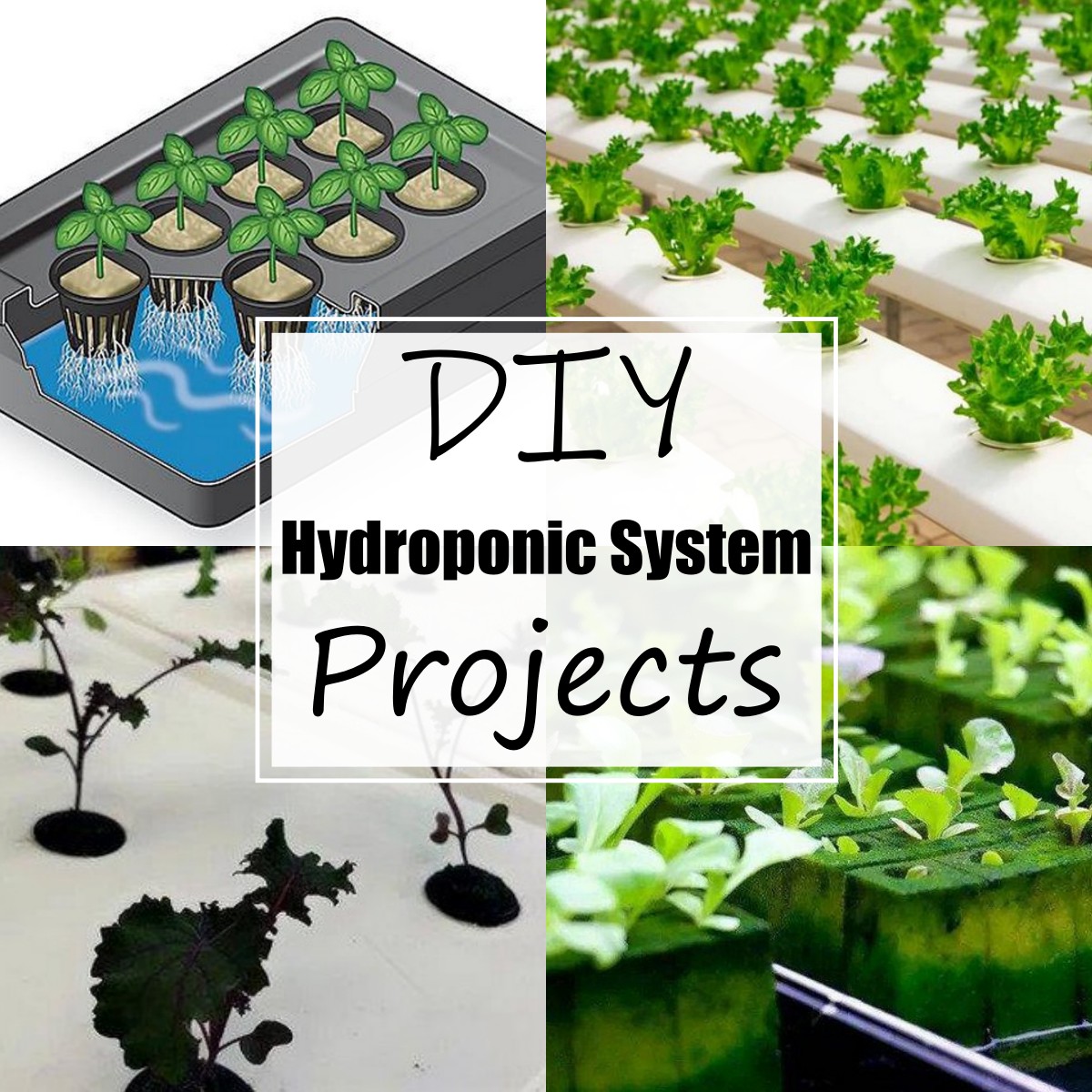 21 DIY Hydroponic System Projects & Ideas All Sands